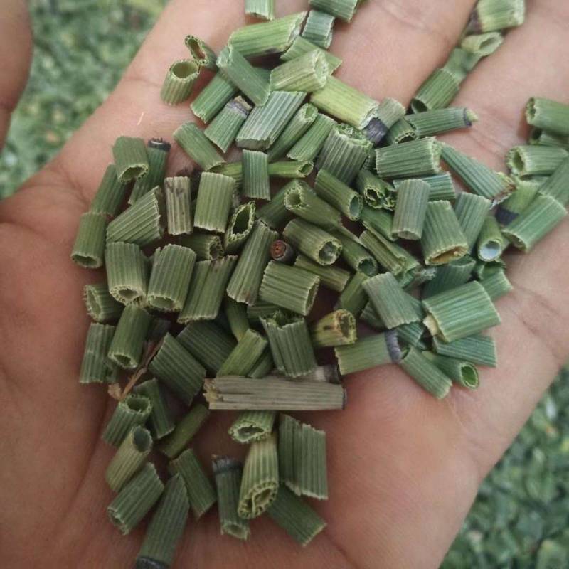 贵州遵义木贼笔管草节节草，中药材支持包邮可视频看货