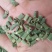 贵州遵义木贼笔管草节节草，中药材支持包邮可视频看货