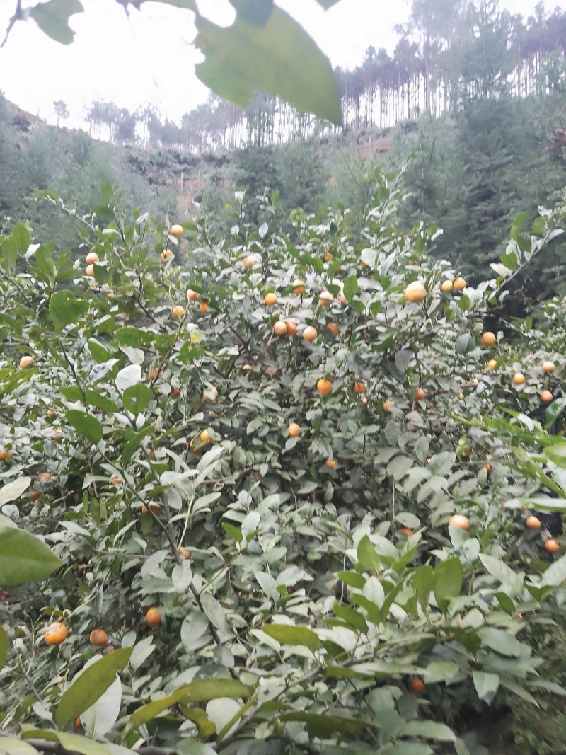 黄柠檬