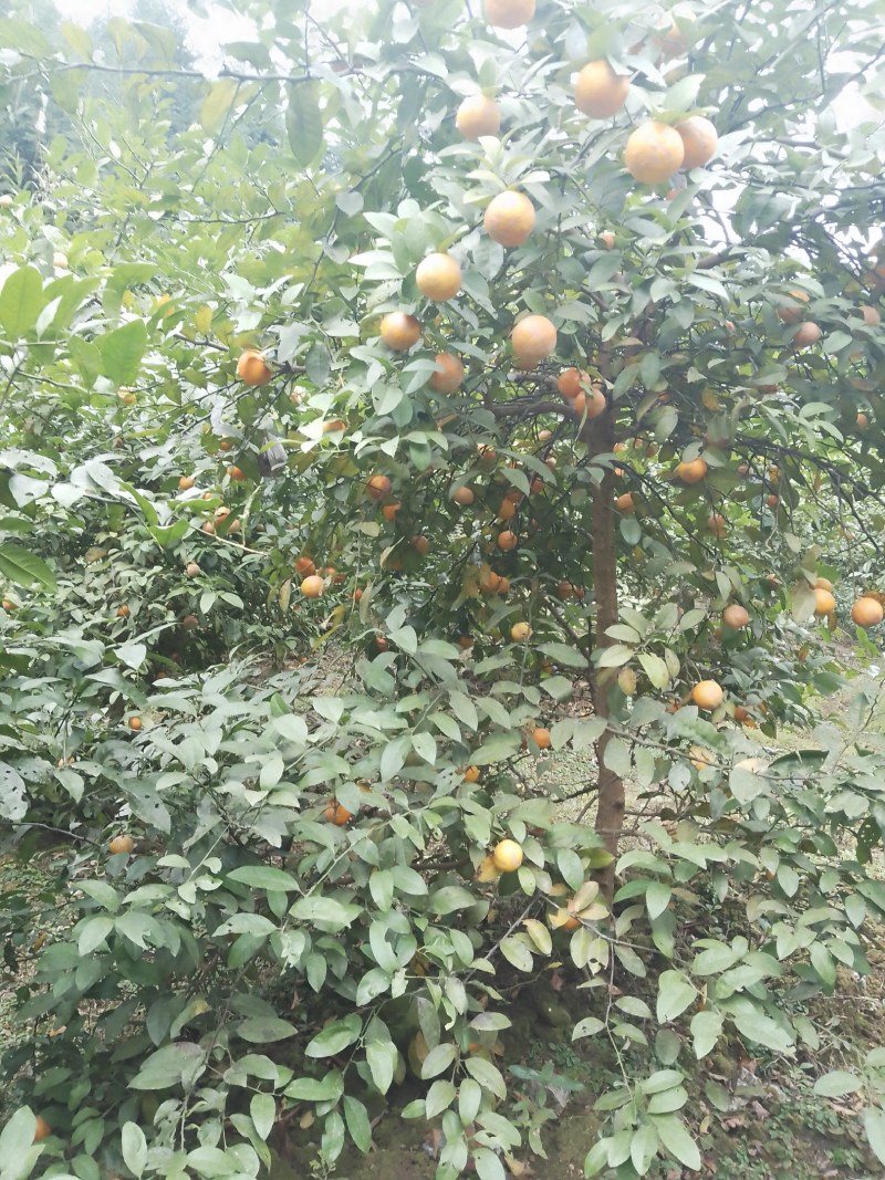 黄柠檬