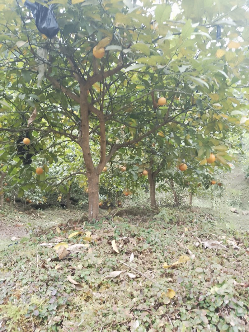 黄柠檬