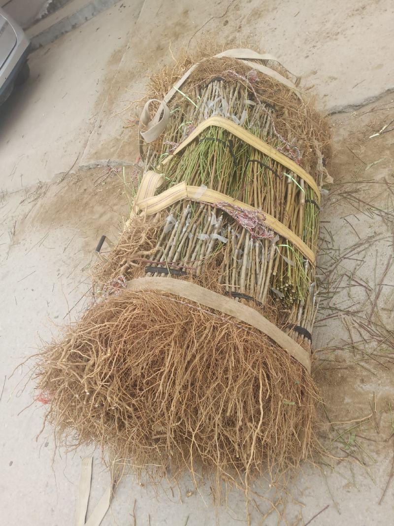 嫁接枝条蟠桃黄金冠油蟠桃芽体饱满包邮发货