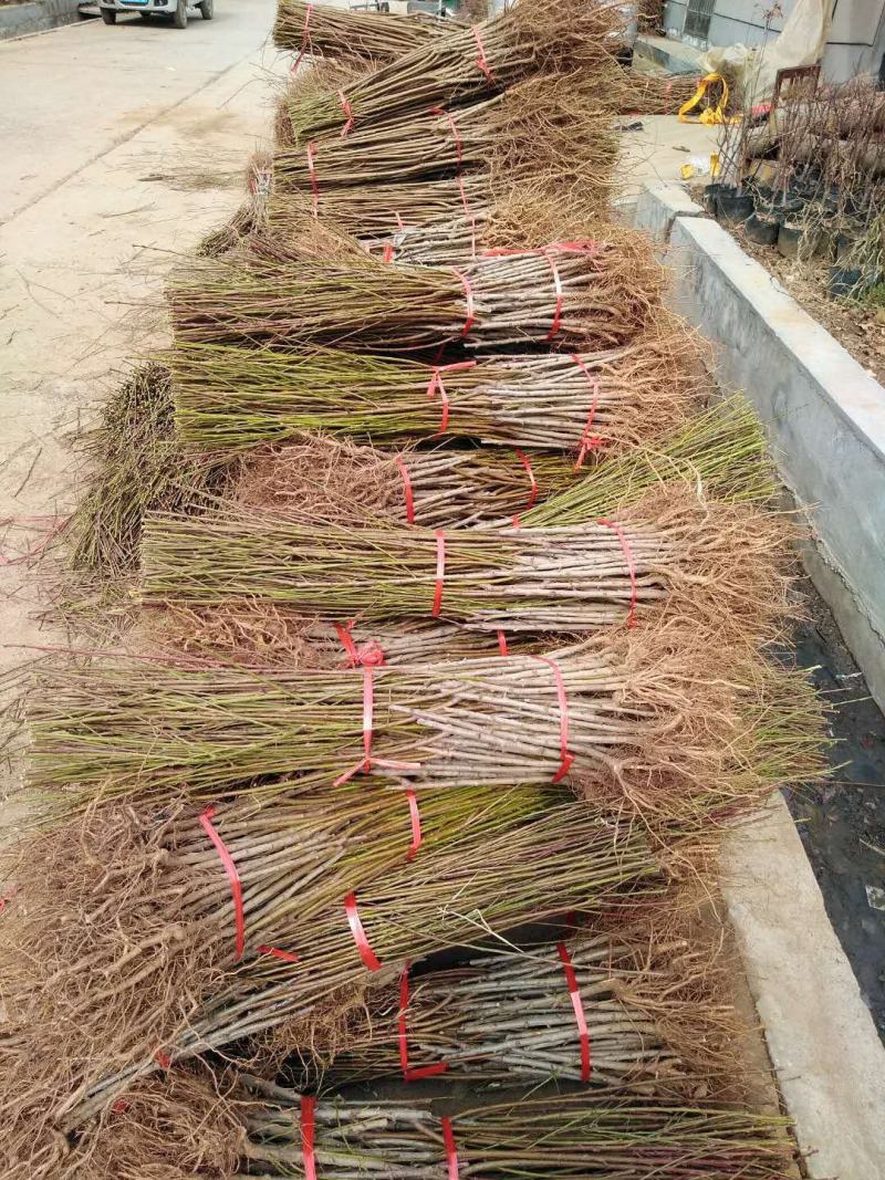 嫁接枝条蟠桃黄金冠油蟠桃芽体饱满包邮发货