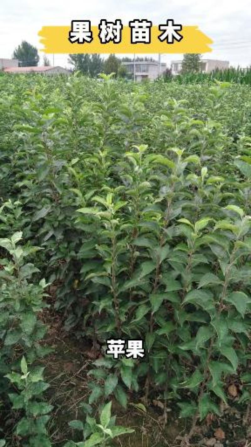 红富士苹果树苗70~80cm包品种包成活死苗补发包邮