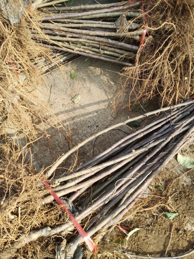 红富士苹果树苗70~80cm包品种包成活死苗补发包邮