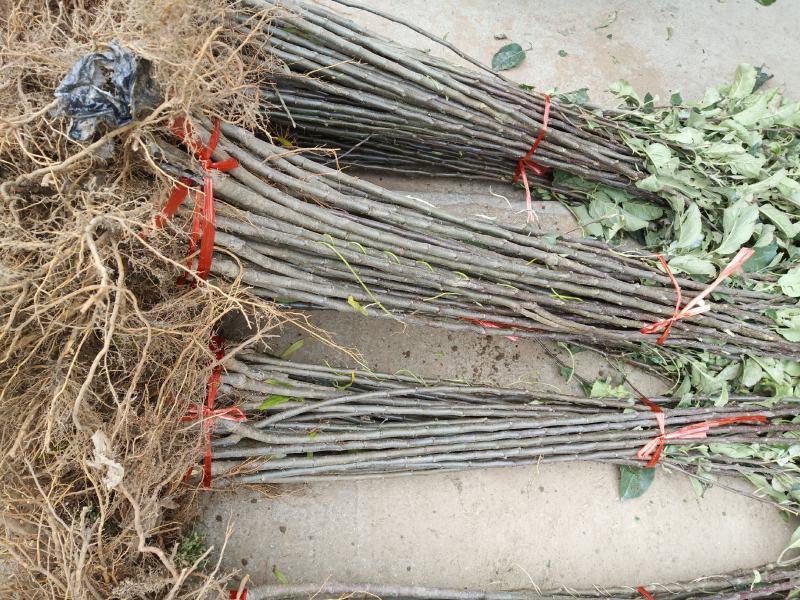 红富士苹果树苗70~80cm包品种包成活死苗补发包邮