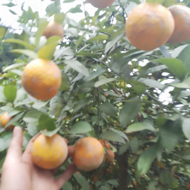 黄柠檬