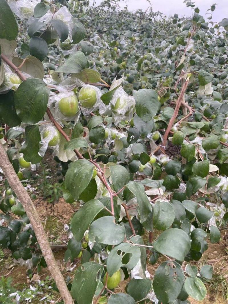 大青枣水果青枣