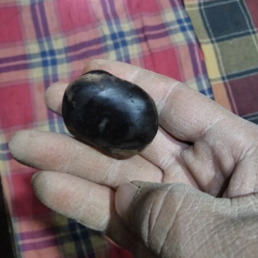 羊结石