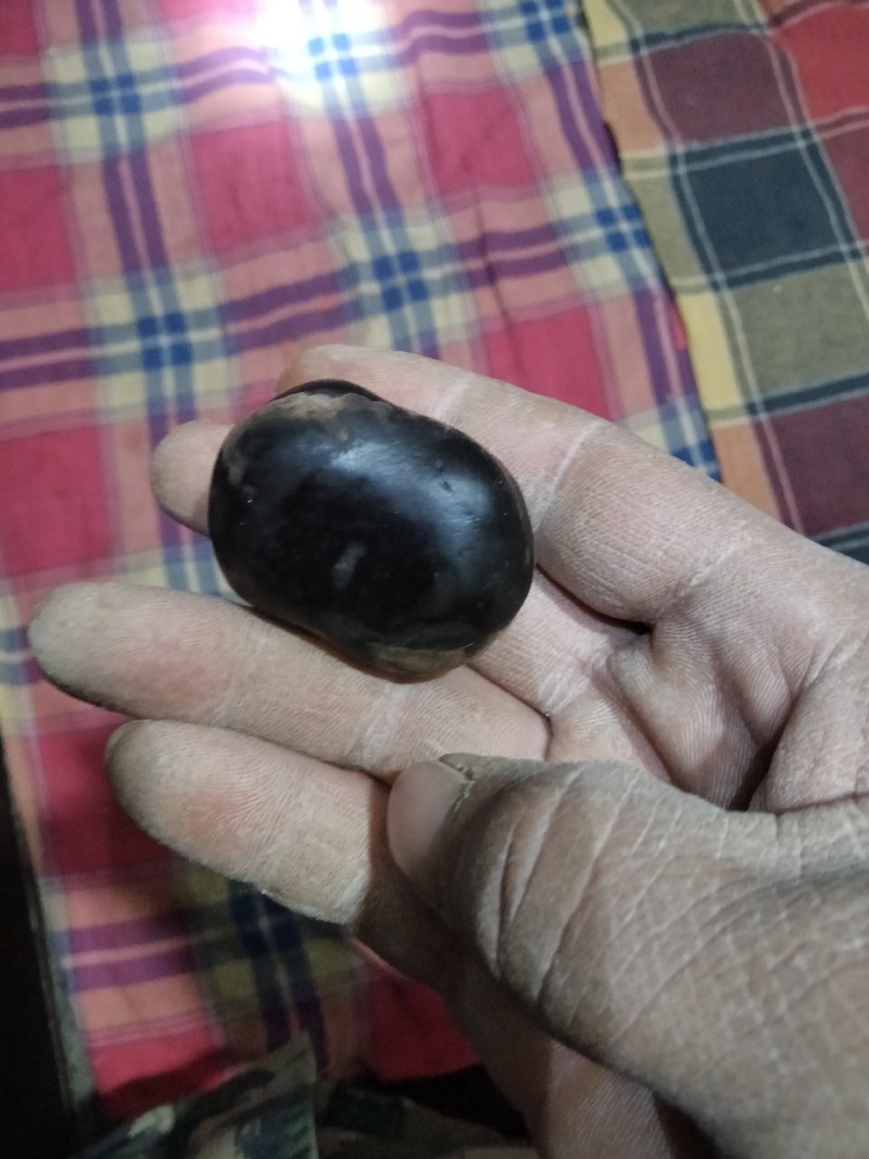 羊结石