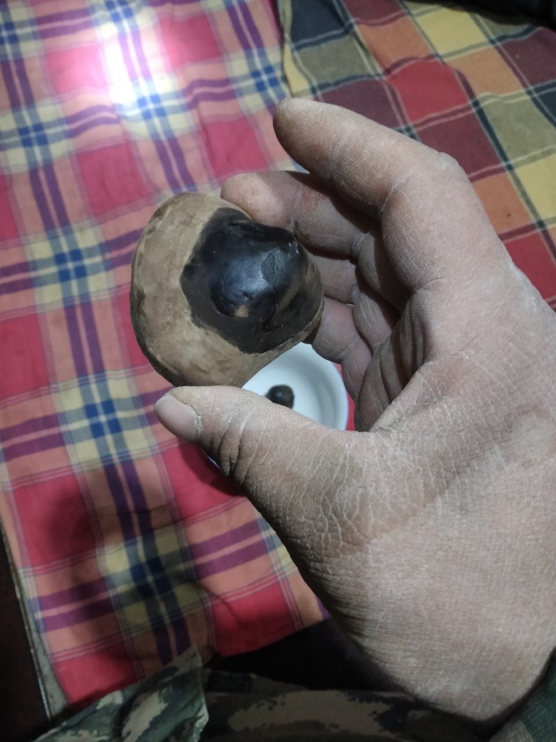 羊结石