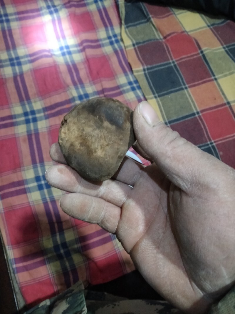 羊结石