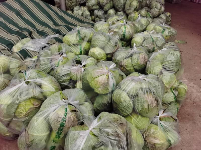 精品包菜，一手货源！