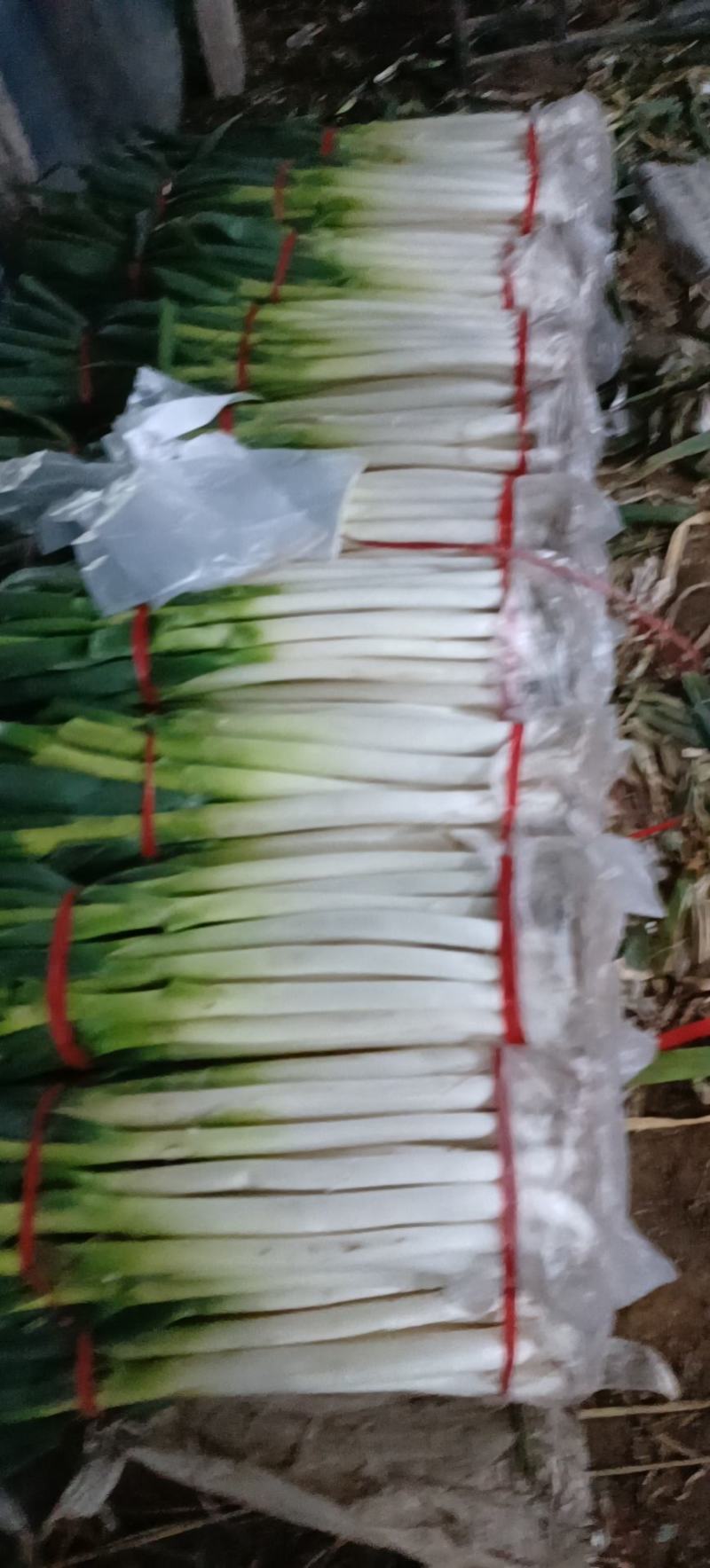 费县铁杆大葱