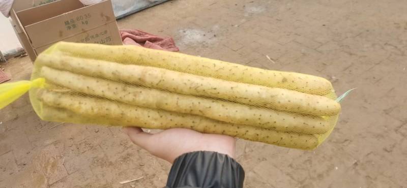 安平小白嘴山药，精品白山药网袋，产地直发，一手货源