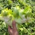 四川基地大量供应儿菜，抱儿菜，娃娃菜，小心儿菜，大心儿菜