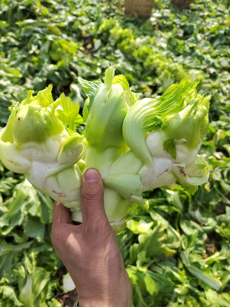 四川基地大量供应儿菜，抱儿菜，娃娃菜，小心儿菜，大心儿菜