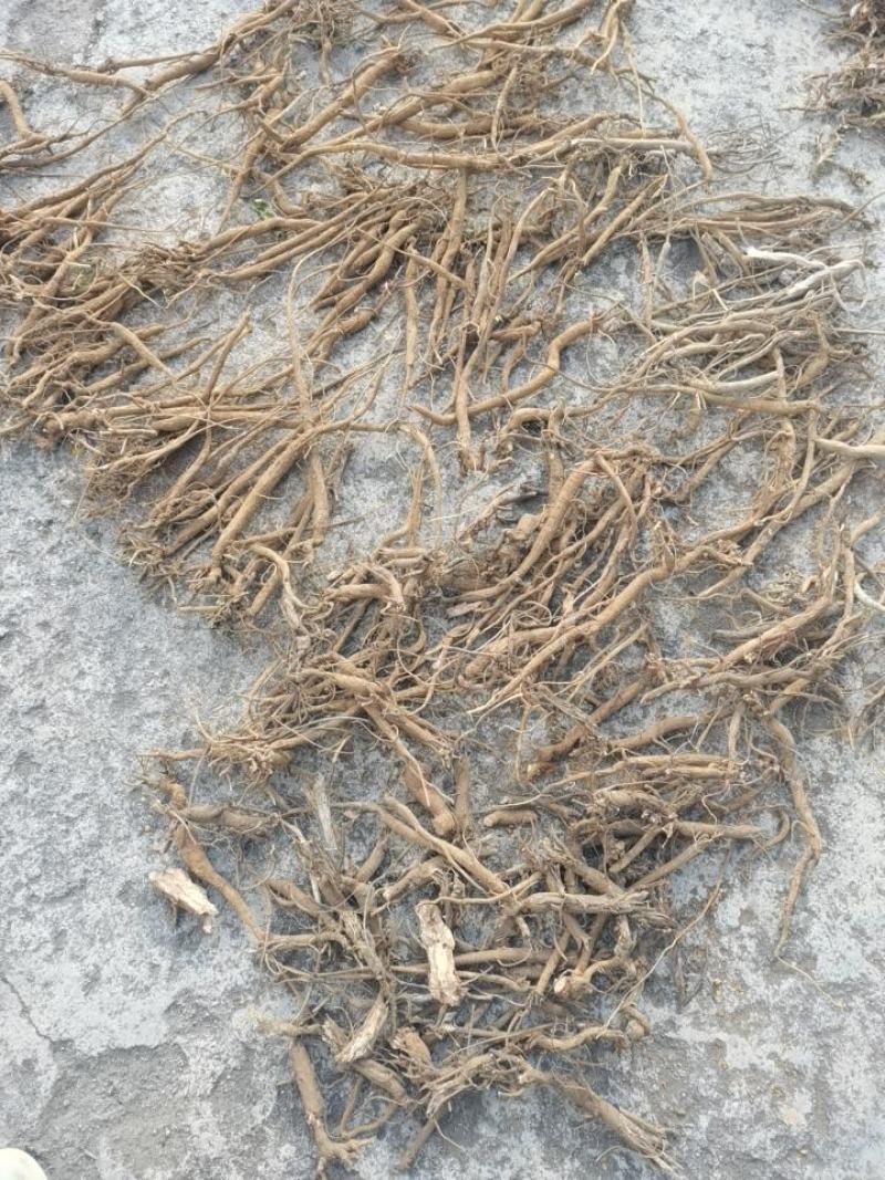 纯野生千斤拔一条根贵州地道原生中药材钉地根千金拨荷包草