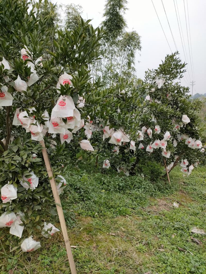 耙耙柑春见现摘现发口感非常10斤装九斤货包邮