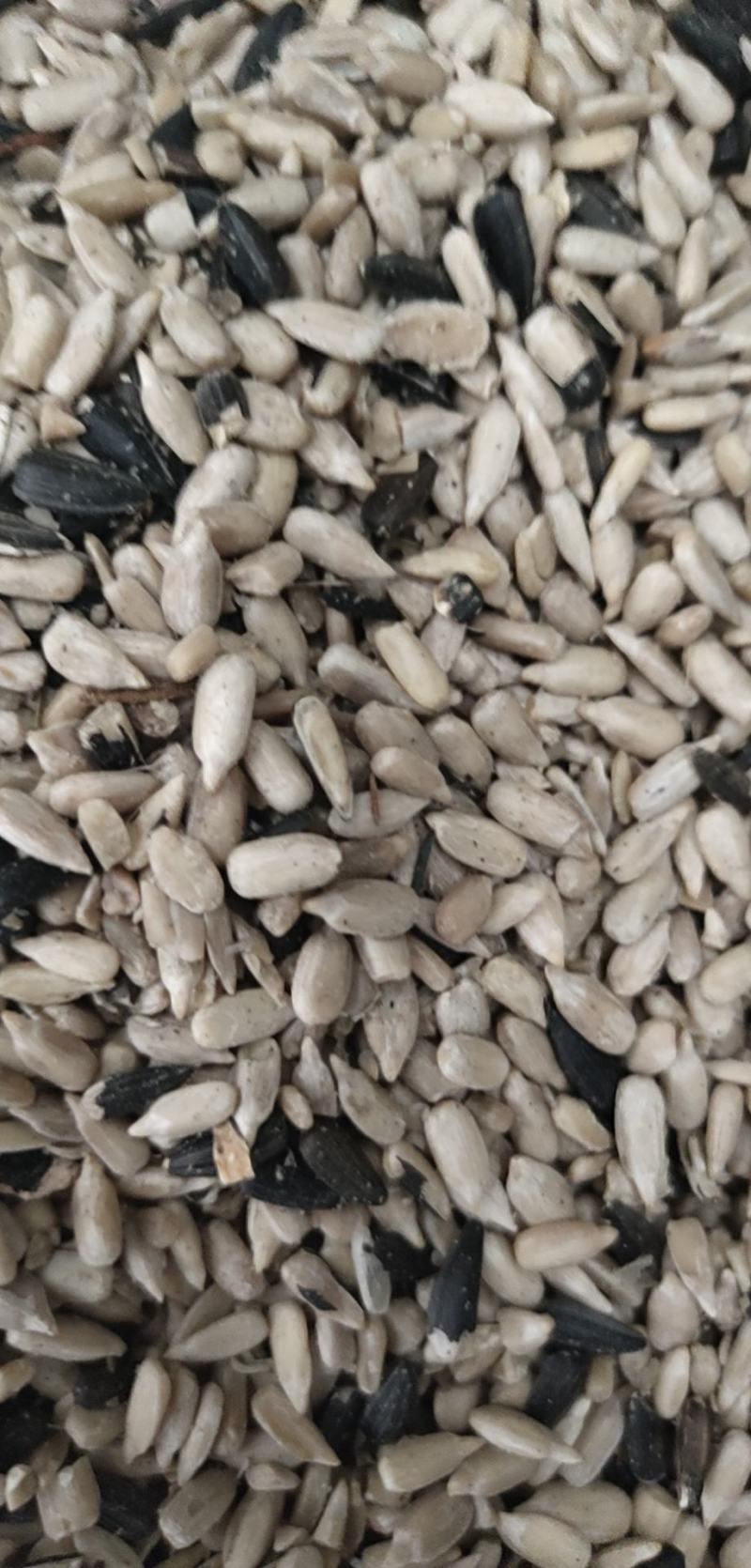 榨油油葵毛仁，葵仁出油高，油脂好，质量顶呱呱