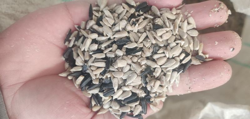 榨油油葵毛仁，葵仁出油高，油脂好，质量顶呱呱