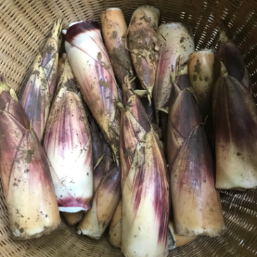 新鲜甜笋大量出货