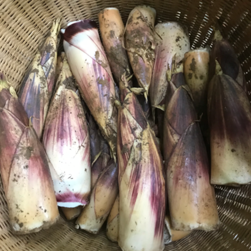新鲜甜笋大量出货