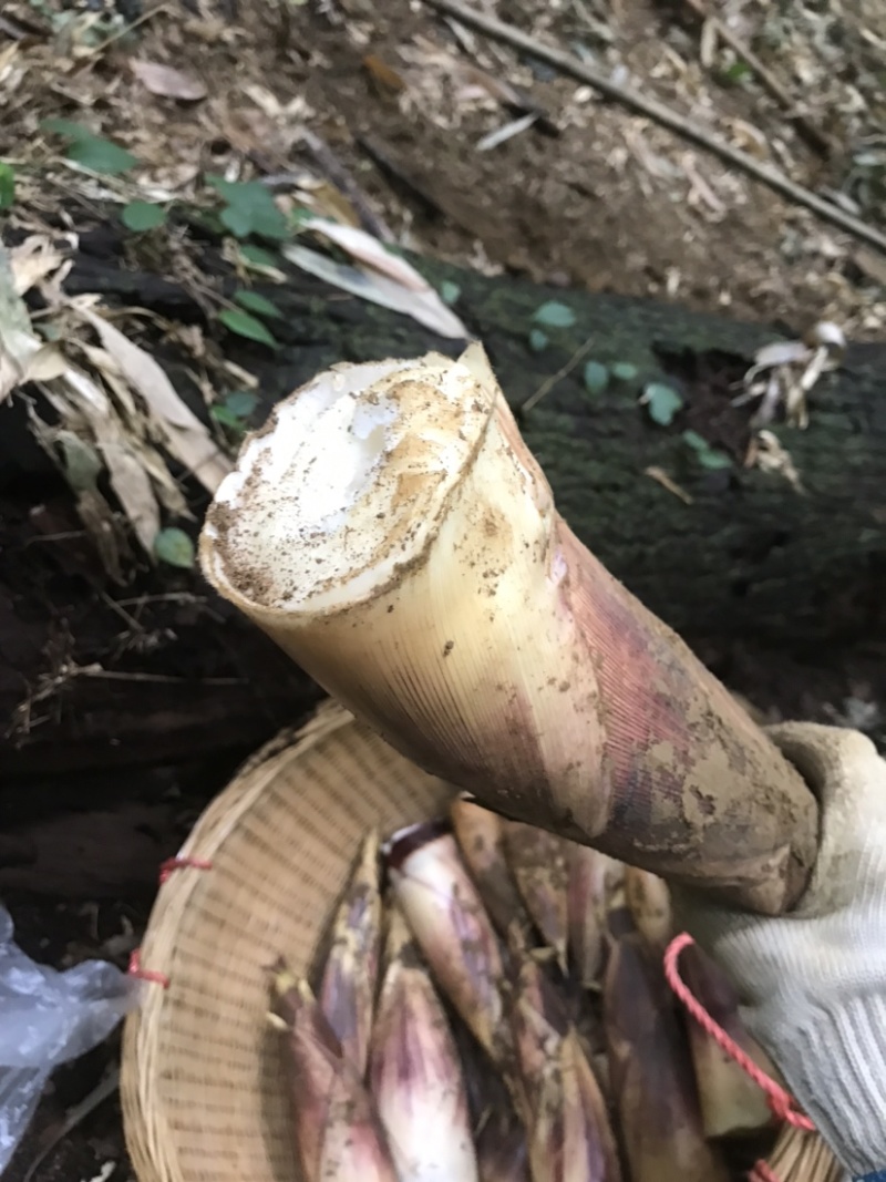 新鲜甜笋大量出货