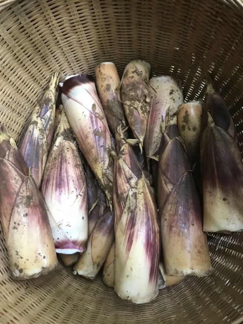 新鲜甜笋大量出货