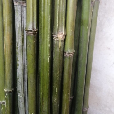 小竹子，竹篱，豆插，瓜架，
