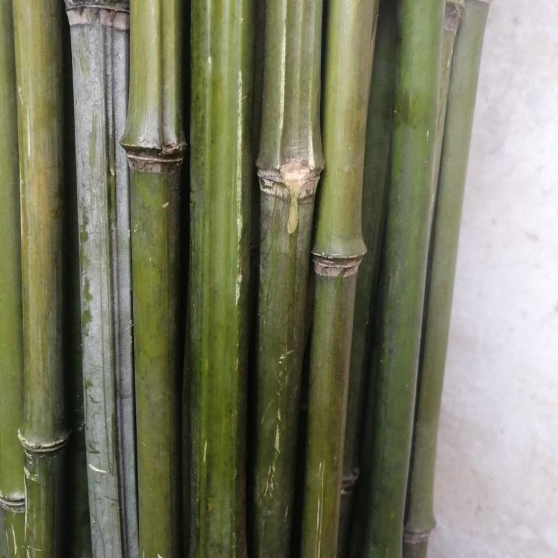 小竹子，竹篱，豆插，瓜架，