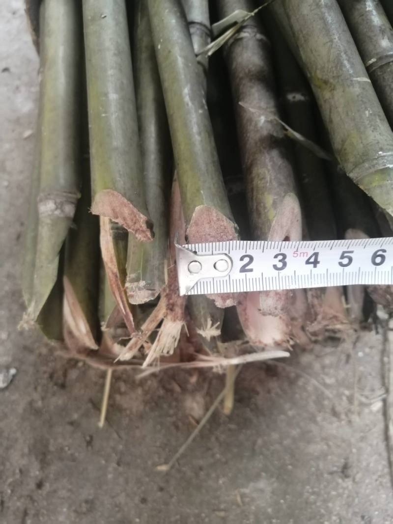 小竹子，竹篱，豆插，瓜架，