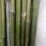 小竹子，竹篱，豆插，瓜架，