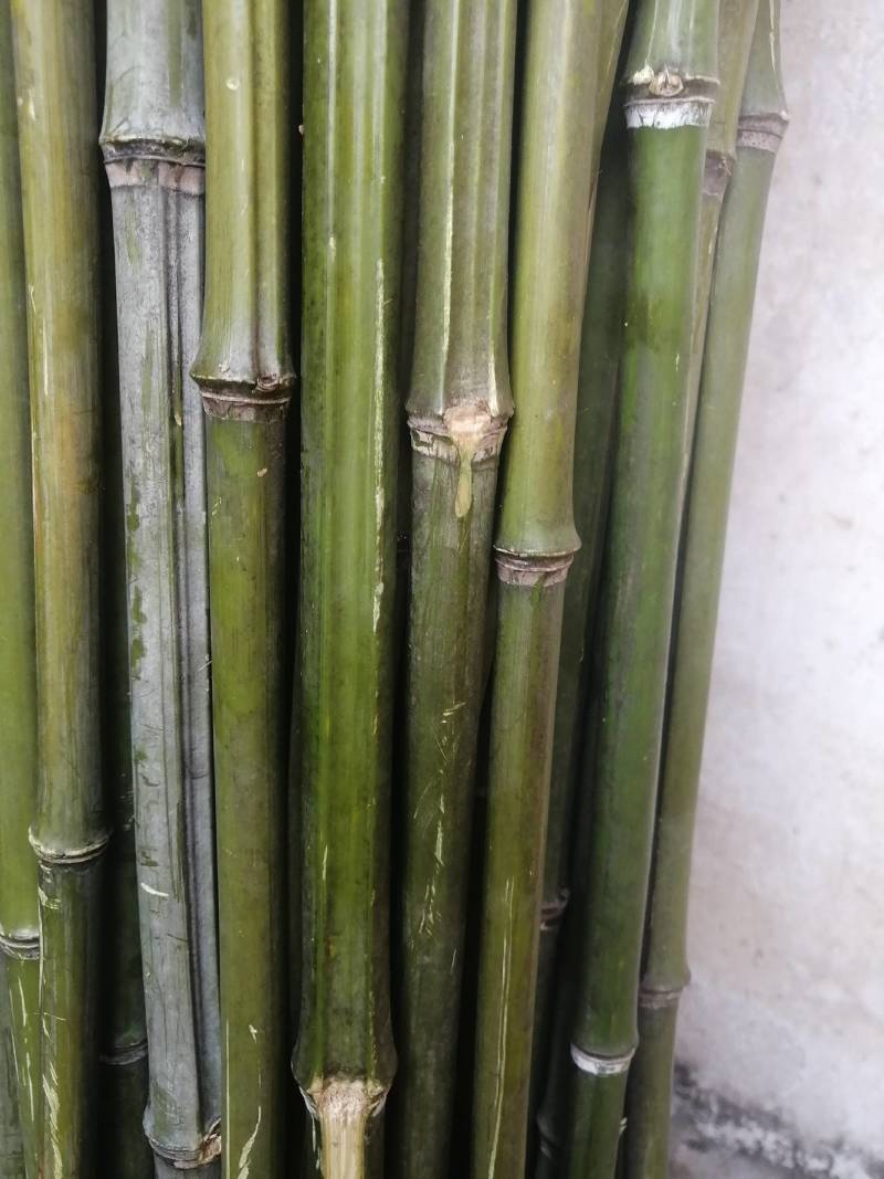 小竹子，竹篱，豆插，瓜架，
