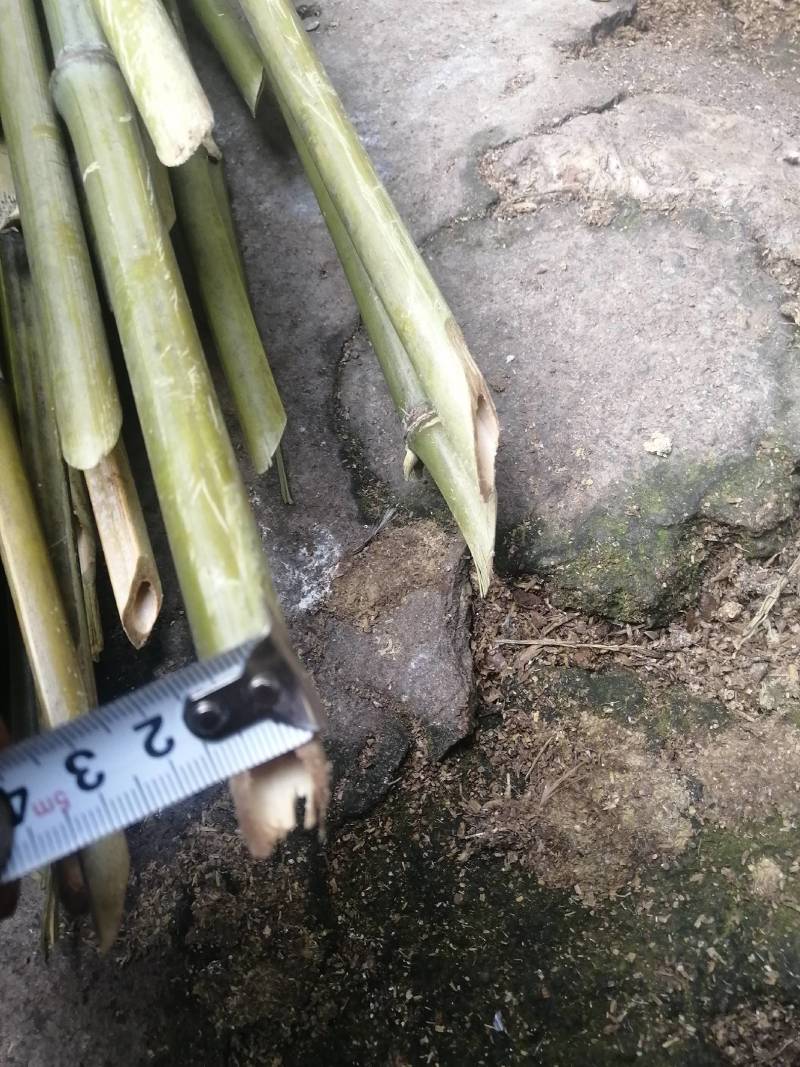 小竹子，竹篱，豆插，瓜架，