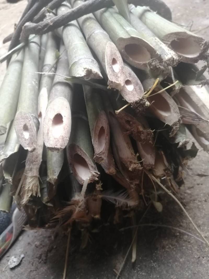 小竹子，竹篱，豆插，瓜架，