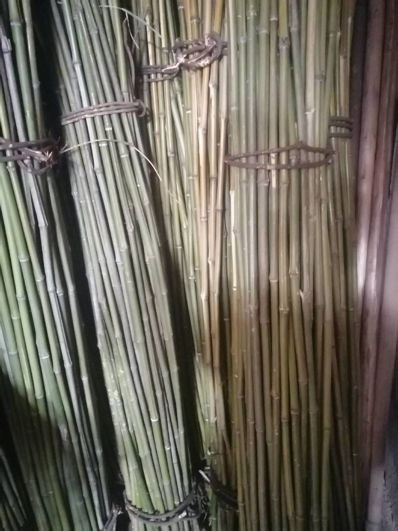 小竹子，竹篱，豆插，瓜架，