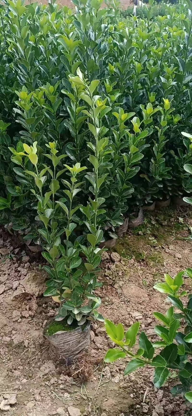 大叶黄杨