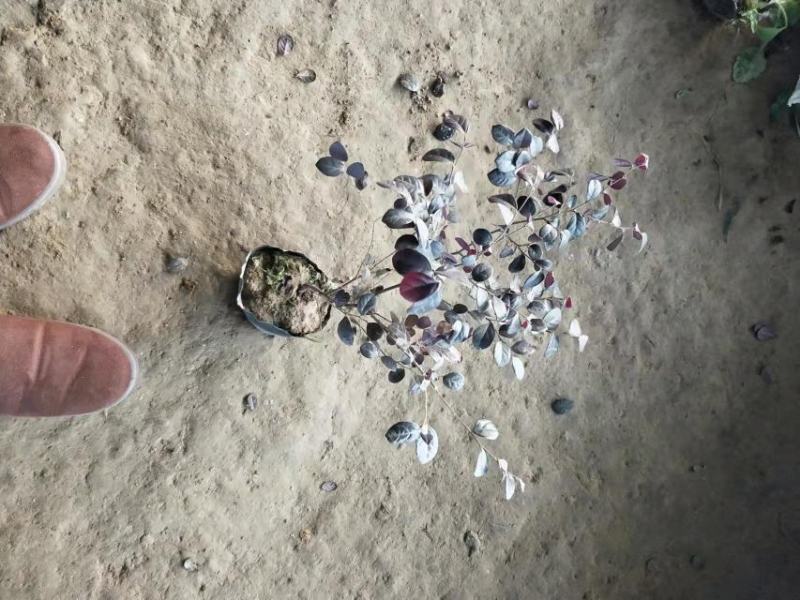 三四十高红花檵木大杯苗基地直发无中间商差价