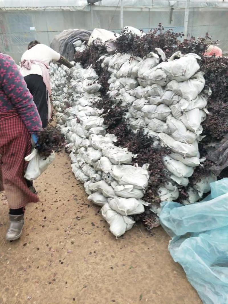 三四十高红花檵木大杯苗基地直发无中间商差价