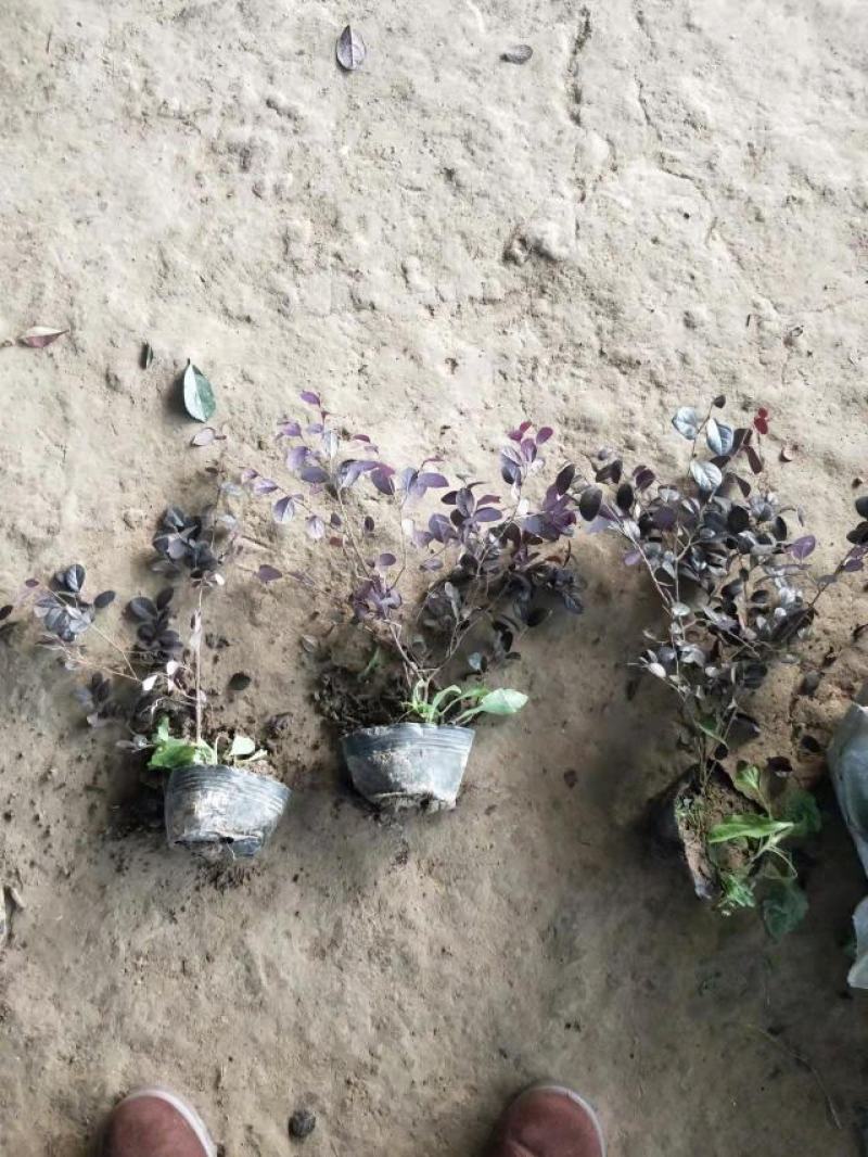 三四十高红花檵木大杯苗基地直发无中间商差价