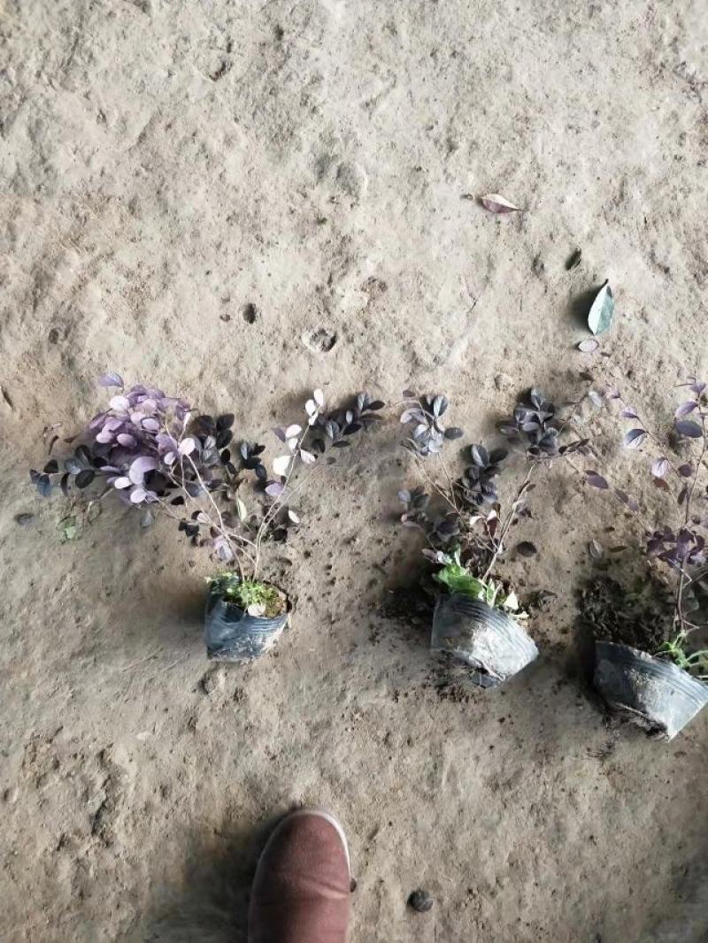 三四十高红花檵木大杯苗基地直发无中间商差价