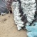 三四十高红花檵木大杯苗基地直发无中间商差价