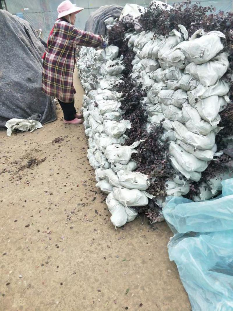 三四十高红花檵木大杯苗基地直发无中间商差价
