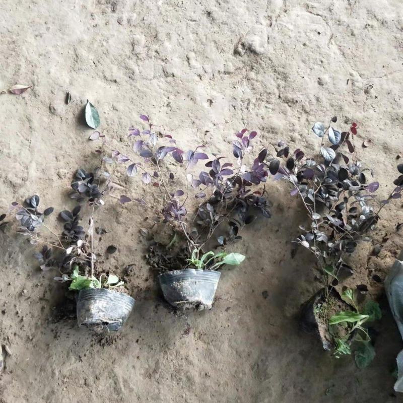 三四十高红花檵木大杯苗基地直发无中间商差价