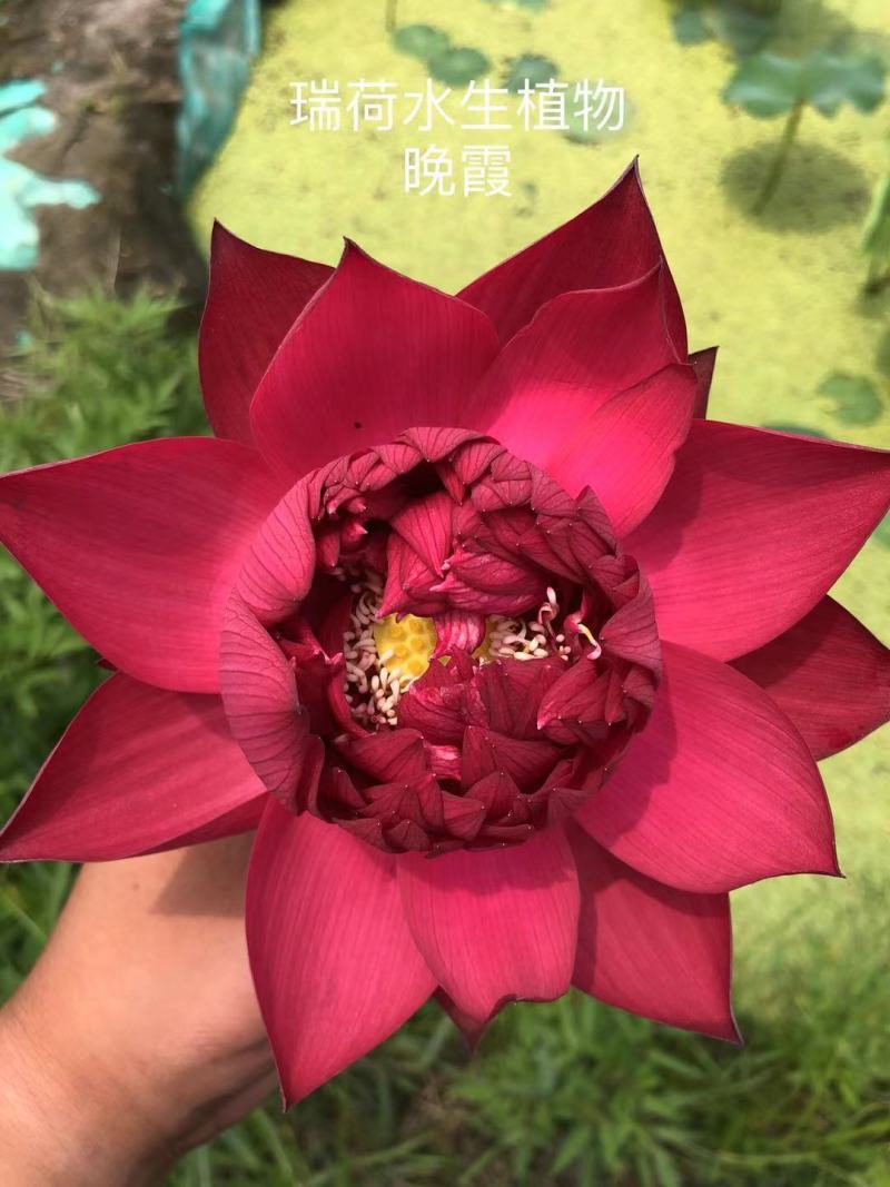 精品荷花品种荷花多种花型多种花色水景绿化专用