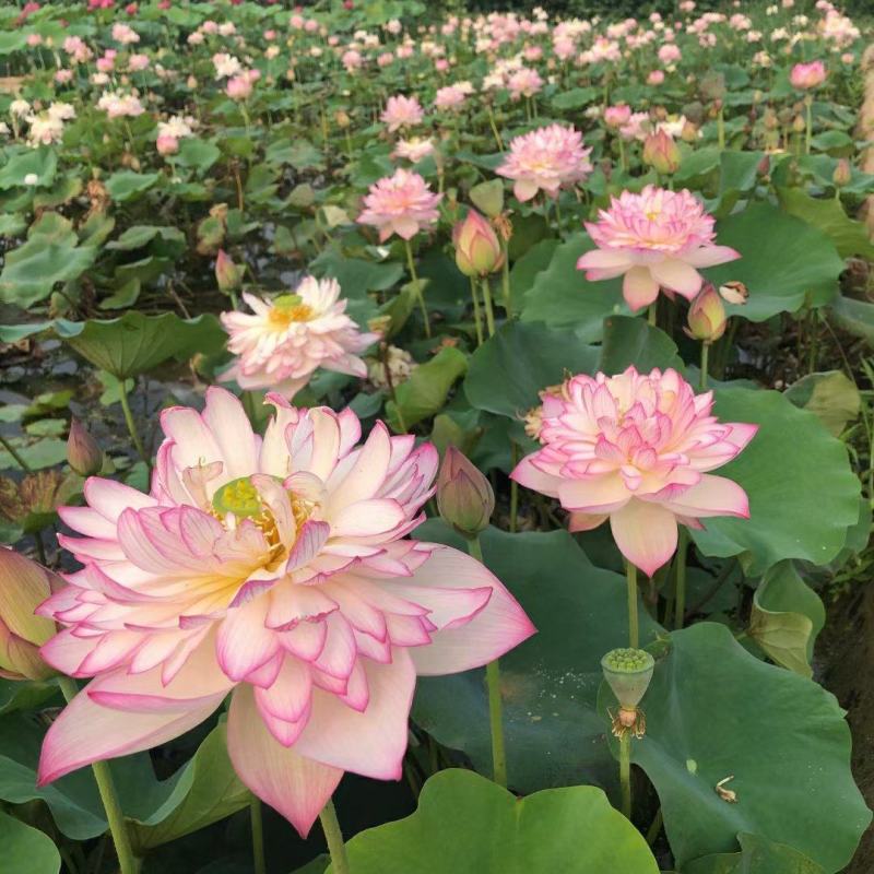 精品荷花品种荷花多种花型多种花色水景绿化专用