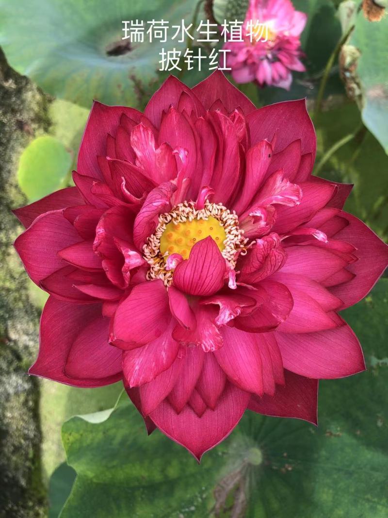 精品荷花品种荷花多种花型多种花色水景绿化专用