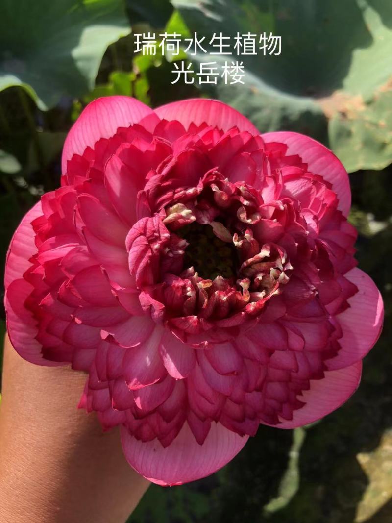 精品荷花品种荷花多种花型多种花色水景绿化专用