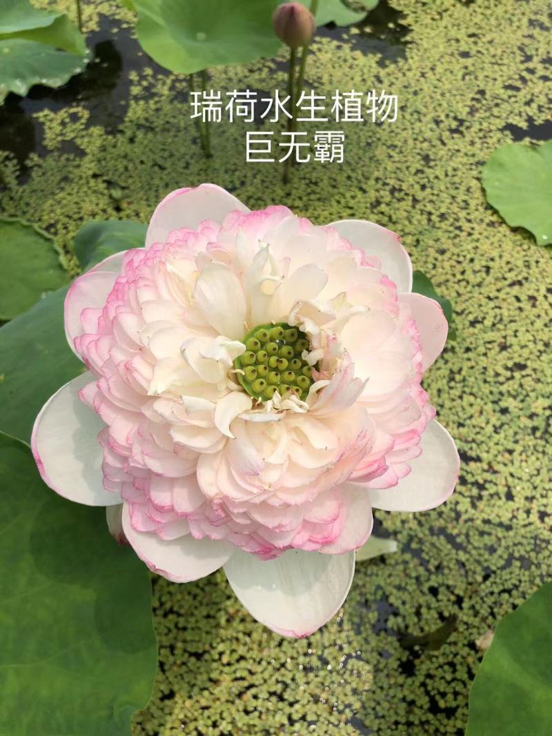 精品荷花品种荷花多种花型多种花色水景绿化专用